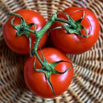 Willamette Tomato Seeds