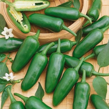 Jalapeno Pepper Seeds