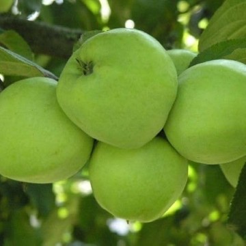 Antonovka Apple Tree Seeds
