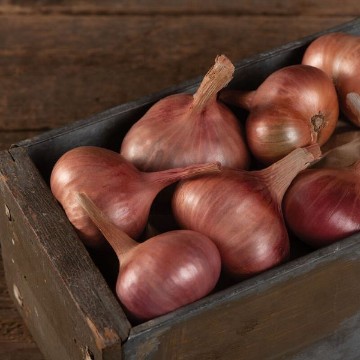 Matador Shallot Seeds