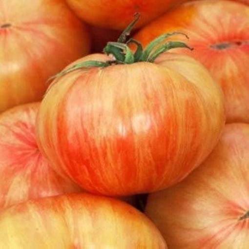 Copia Tomato TM325-20