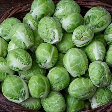 Dagan Brussels Sprouts Seeds