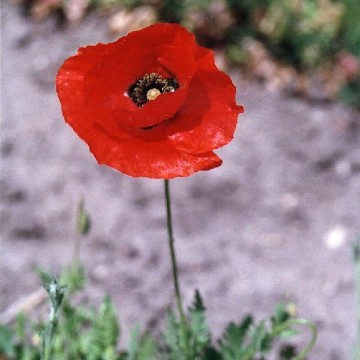 Breadseed Poppy Seeds