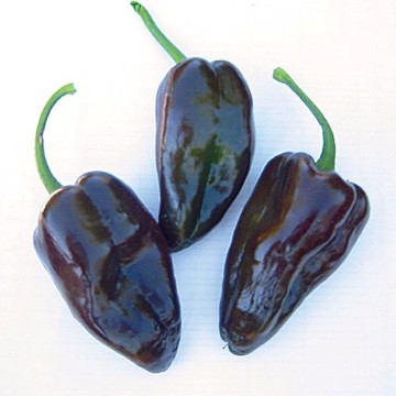 Mulato Isleno Pepper Seeds