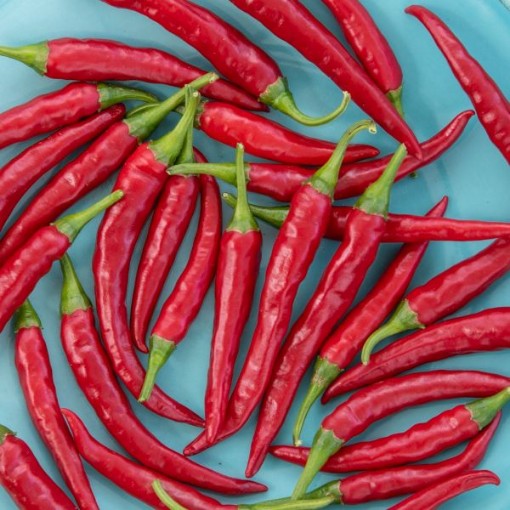 Dragon Cayenne Peppers HP2538-10