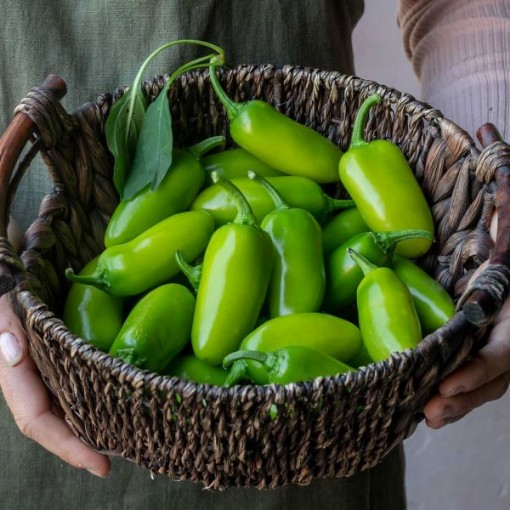 Gigante Jalapeno Peppers HP2551-10