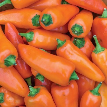 Tangerine Dream Pepper Seeds