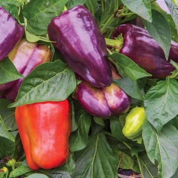Pinot Noir Pepper Seeds