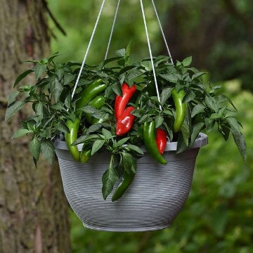 Pot a Peno Pepper Seeds