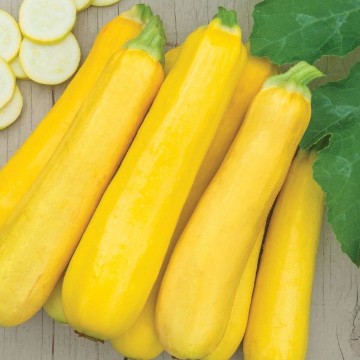 Butterstick Squash Seeds