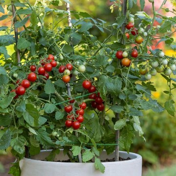 Sweetheart of the Patio Tomato Seeds
