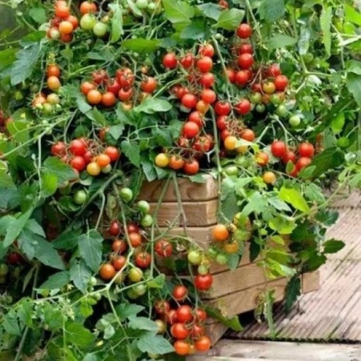Lizzano Tomato TM885-10