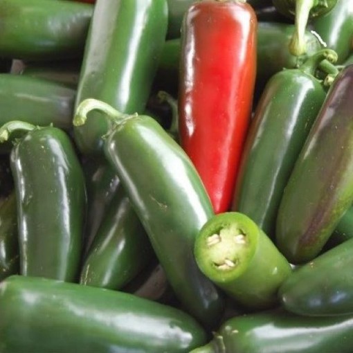 Jalapeno Sweet Peppers HP2585-20