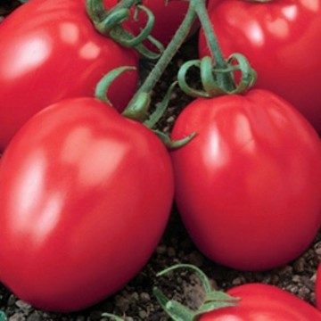 Heinz 2653 Tomato Seeds