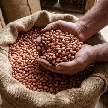 Early Spanish Peanut Seeds