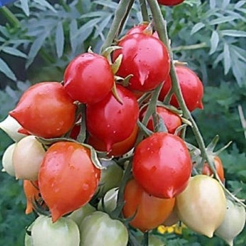 Geranium Kiss Tomato Seeds