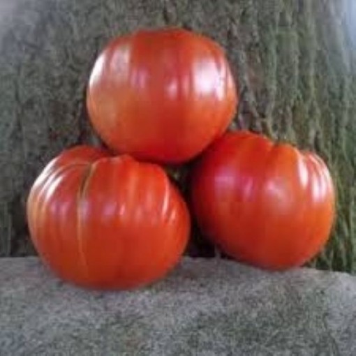 Mrs Maxwell's Big Italian Tomato TM101-20