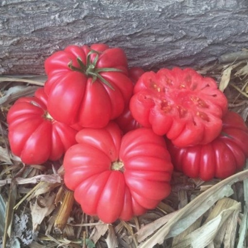 Mushroom Basket Tomato Seeds TM128-20