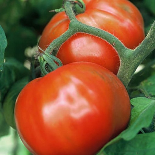 Sugar Baby Tomato TM636-20