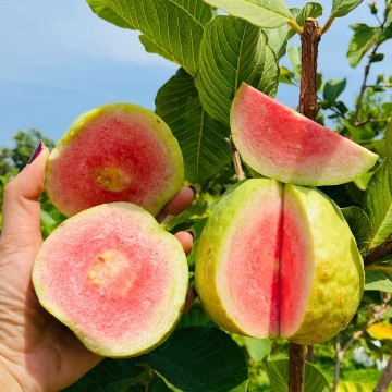 Guava Fruit Tree Seeds