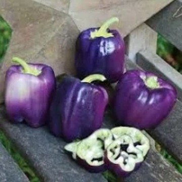 Purple Star Pepper Seeds