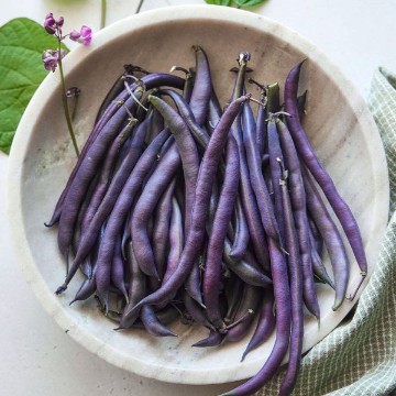 Purple Queen Improved Bean Seeds
