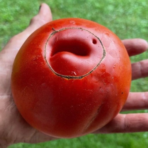 Mark Twain Tomato Tomato TM146-20