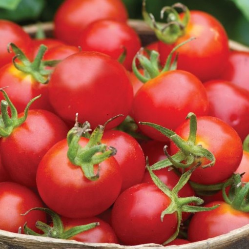 Baby Boomer Tomato TM148-10