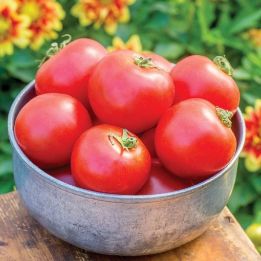 Cloudy Day Tomato TM154-10