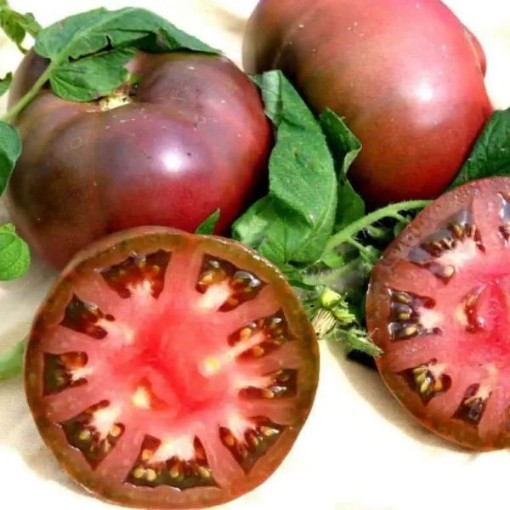 Cherokee Purple Tomato TM34-20