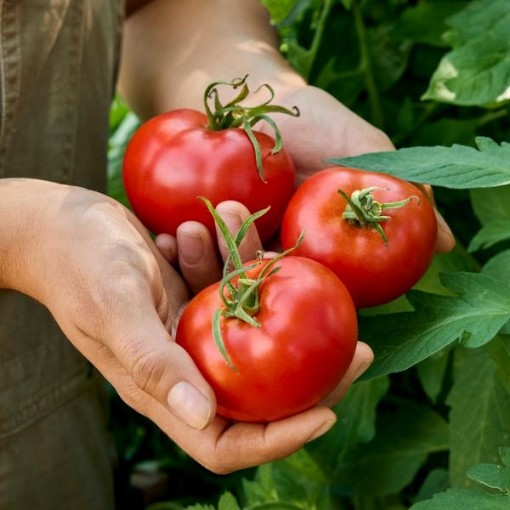 Little Big Boy Tomato TM198-10