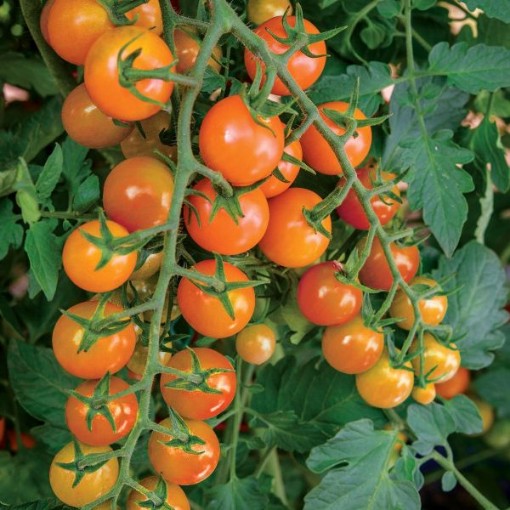 Honeycomb Tomato TM197-10