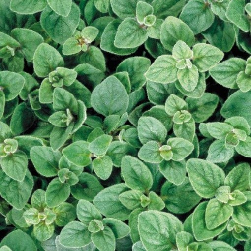 Greek Oregano HB54-1000
