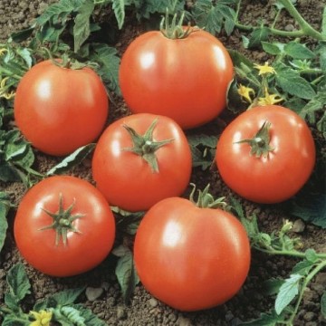 Prime Beef Goliath Tomato Seeds