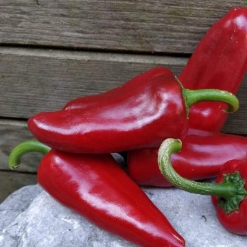 Piquillo Lodosa Basque Pepper Seeds