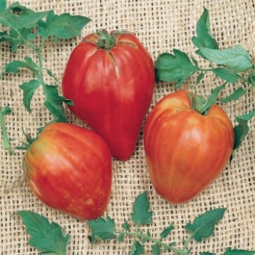 Cuore de Toro Tomato Seeds