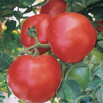 Fantom Tomato Seeds