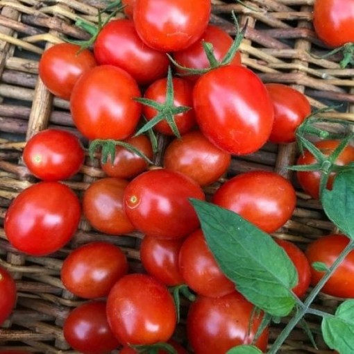 Jelly Bean Red Tomato TM121-20