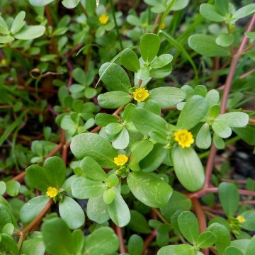 Green Purslane Seeds