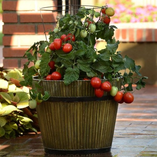 Little Napoli Tomato TM838-10