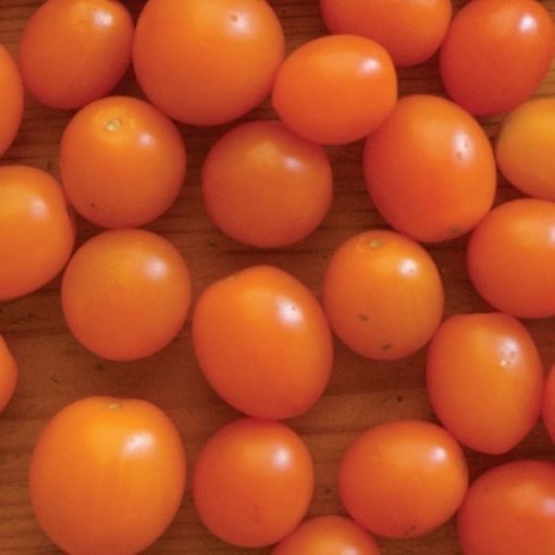 Orange Sunshine Tomato TM552-5