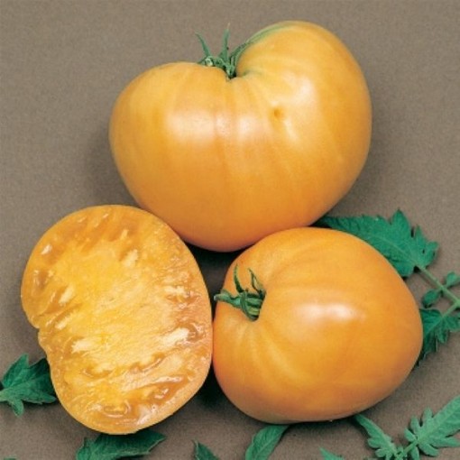 Orange Oxheart Tomato TM97-20