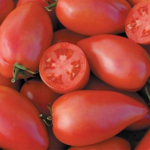 Sheboygan Tomato TM575-20