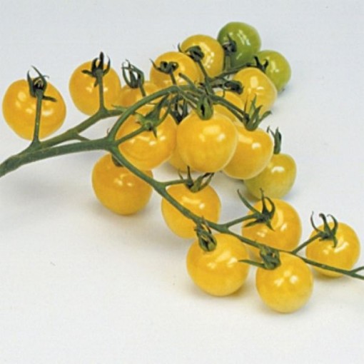 Snowberry Tomato TM289-20