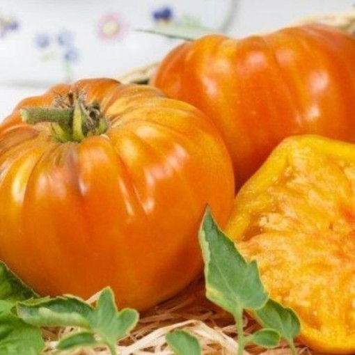 Striped German Tomato TM884-20