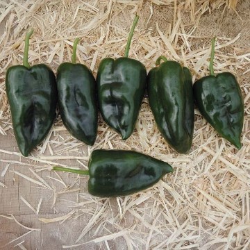 Sequoia Pepper Seeds