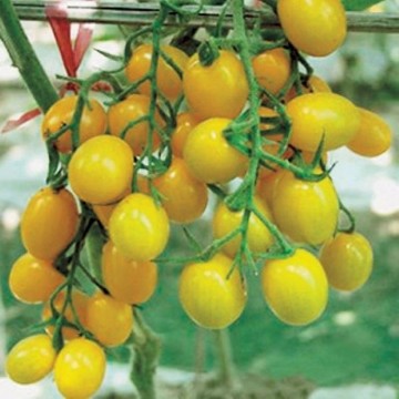 Jelly Bean Yellow Tomato Seeds