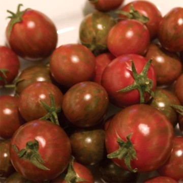 Tomato Z. Reimer Seeds