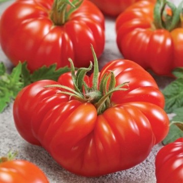 Tomato Z. Reimer Seeds