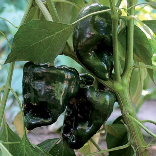 Ancho Gigantea Peppers HP415-20